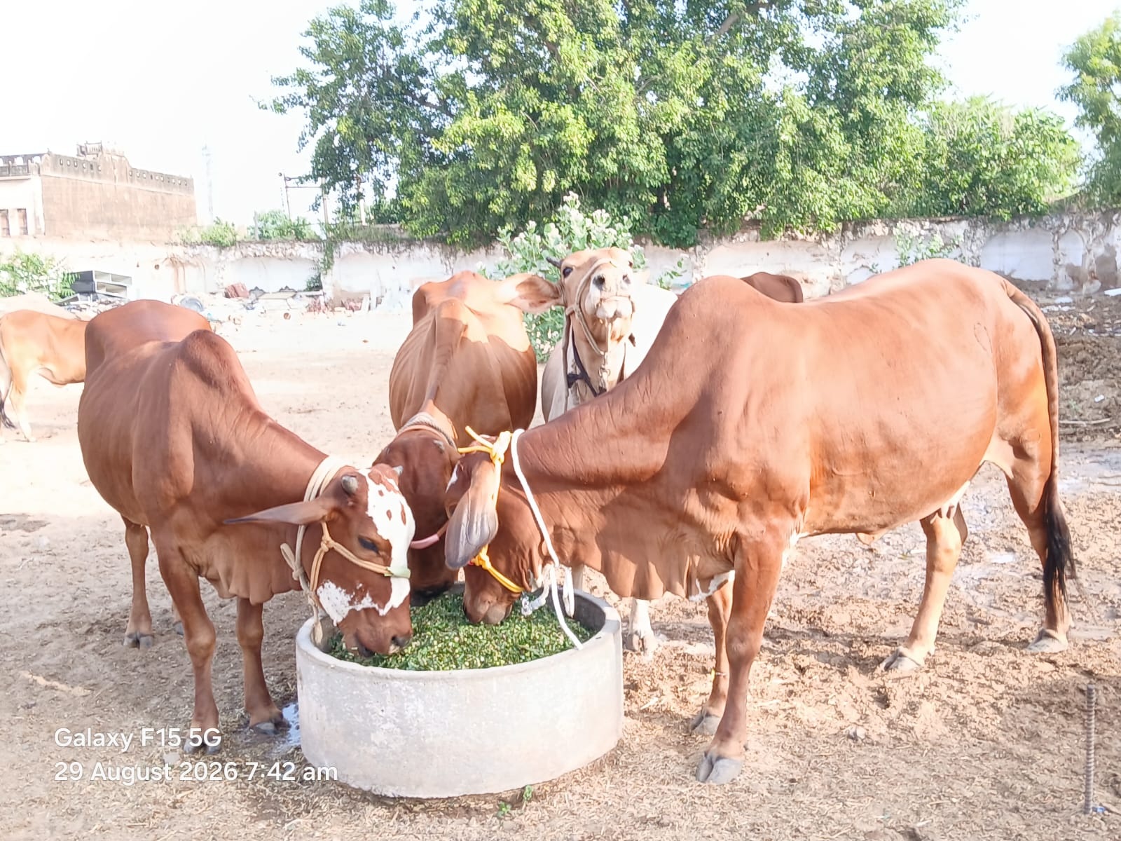 Shree Beera Barjee Gaushala