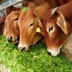 Gau Seva